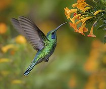 Biosphoto | 2135182 | Lesser violetear (Colibri cyanotus), Chiriqui, Panama, March | &copy; Ignacio Yufera / Biosphoto