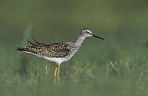 Biosphoto | 1197333 | Lesser Yellowlegs (Tringa flavipes), adult, Willacy County, Rio Grande Valley, Texas, USA | &copy; Rolf Nussbaumer / imageBROKER / Biosphoto