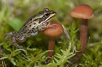 Biosphoto | 2492869 | Lesson's frog (Pelophylax lessonae) and Late Inocybe (Inocybe tarda), Vosges du Nord Regional Nature Park, France | &copy; Michel Rauch / Biosphoto