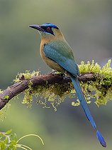 Biosphoto | 2518817 | Lesson’s Motmot (Momotus lessonii), Chiriquí, Panama | &copy; Ignacio Yufera / Biosphoto