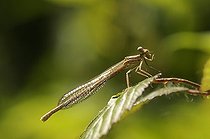 Biosphoto | 1252537 | Leste brun sur une feuille France | &copy; Thierry Van Baelinghem / Biosphoto