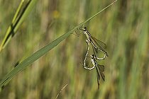 Biosphoto | 2274508 | Leste sauvage (Lestes barbarus), coeur copulatoire, Basse vallée angevine, Pays de la Loire, France | &copy; Emile Barbelette / Biosphoto