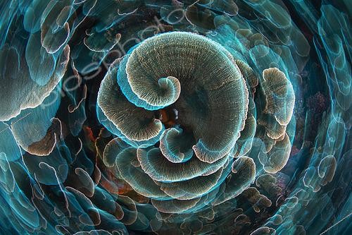 Biosphoto | 2443349 | Lettuce coral in spinning, Raja Ampat, Indonesia | &copy; Gabriel Barathieu / Biosphoto