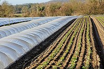 Biosphoto | 2575915 | Lettuce growing in open fields and under plastic tunnels, Maraicher Gaec Seuru, Champagne, Sarthe, Pays de la Loire, France | &copy; Michel Gile / Biosphoto