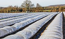 Biosphoto | 2575916 | Lettuce growing in open fields and under plastic tunnels, Maraicher Gaec Seuru, Champagne, Sarthe, Pays de la Loire, France | &copy; Michel Gile / Biosphoto
