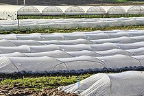 Biosphoto | 2575917 | Lettuce growing in open fields and under plastic tunnels, Maraicher Gaec Seuru, Champagne, Sarthe, Pays de la Loire, France | &copy; Michel Gile / Biosphoto