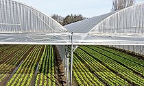 Biosphoto | 2575919 | Lettuce growing under giant plastic greenhouses, Maraicher Gaec Seuru, Champagne, Sarthe, Pays de la Loire, France | &copy; Michel Gile / Biosphoto