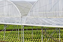 Biosphoto | 2575921 | Lettuce growing under giant plastic greenhouses, Maraicher Gaec Seuru, Champagne, Sarthe, Pays de la Loire, France | &copy; Michel Gile / Biosphoto