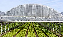 Biosphoto | 2575922 | Lettuce growing under giant plastic greenhouses, Maraicher Gaec Seuru, Champagne, Sarthe, Pays de la Loire, France | &copy; Michel Gile / Biosphoto