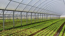 Biosphoto | 2575923 | Lettuce growing under giant plastic greenhouses, Maraicher Gaec Seuru, Champagne, Sarthe, Pays de la Loire, France | &copy; Michel Gile / Biosphoto