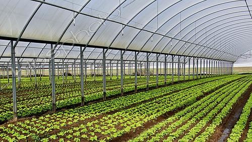 Biosphoto | 2575923 | Lettuce growing under giant plastic greenhouses, Maraicher Gaec Seuru, Champagne, Sarthe, Pays de la Loire, France | &copy; Michel Gile / Biosphoto