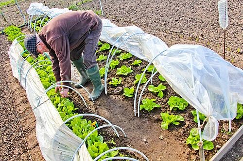 Biosphoto | 2599421 | Lettuce plants in tunnels, Sarthe, France | &copy; Michel Gile / Biosphoto