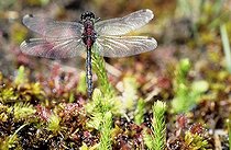 Biosphoto | 529691 | Leucchorinne douteuse sur une tourbière à Rossolis | &copy; Michel Rauch / Biosphoto