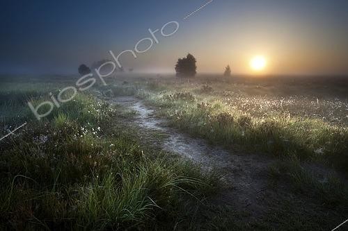 Biosphoto | 2609688 | Lever de soleil brumeux sur un chemin de campagne à travers les marais, Fochteloerveen, Drenthe, Pays-Bas. | &copy; Olha Rohulya / imageBROKER / Biosphoto