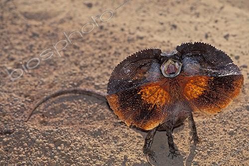 Biosphoto | 42895 | Lézard à collerette (Chlamydosaurus kingii) en attitude de menace, WA Australie ; Région des Kimberley | &copy; Alain Mafart-Renodier / Biosphoto
