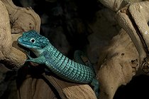 Biosphoto | 1249989 | Lézard alligator du Mexique sur souche | &copy; Daniel Heuclin / Biosphoto