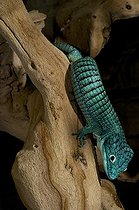 Biosphoto | 1249990 | Lézard alligator du Mexique sur souche | &copy; Daniel Heuclin / Biosphoto