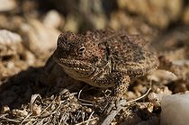 Biosphoto | 1249980 | Lézard-crapaud à cornes courtes Chiricahua Mountains USA | &copy; Daniel Heuclin / Biosphoto