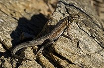 Biosphoto | 1250018 | Lézard de Californie sur rocher PN Josua Tree Californie USA | &copy; Daniel Heuclin / Biosphoto
