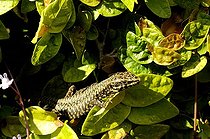 Biosphoto | 1233459 | Lézard des murailles sur une île du lac Majeur en Italie | &copy; Claude Thouvenin / Biosphoto