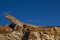 Biosphoto | 1250063 | Lézard des palissage sur un rocher Nouveau Mexique USA | &copy; Daniel Heuclin / Biosphoto