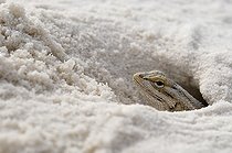 Biosphoto | 1250459 | Lézard épineux dans le sable MN White Sands Nouveau Mexique | &copy; Daniel Heuclin / Biosphoto
