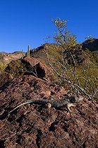 Biosphoto | 1250447 | Lézard épineux de Clark MN Organ Pipe Cactus Arizona USA | &copy; Daniel Heuclin / Biosphoto