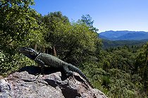 Biosphoto | 1249983 | Lézard épineux des montagnes Chiricahua Mountains USA | &copy; Daniel Heuclin / Biosphoto