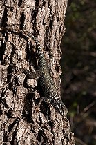 Biosphoto | 1249986 | Lézard épineux des montagnes Chiricahua Mountains USA | &copy; Daniel Heuclin / Biosphoto