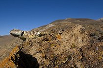 Biosphoto | 1249473 | Lézard épineux du désert Panamint Range Vallée de la Mort | &copy; Daniel Heuclin / Biosphoto