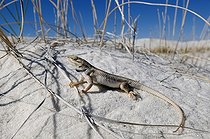 Biosphoto | 1250461 | Lézard épineux sur le sable MN White Sands Nouveau Mexique | &copy; Daniel Heuclin / Biosphoto