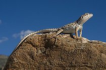Biosphoto | 1250061 | Lézard léopard sur un rocher Nouveau Mexique USA | &copy; Daniel Heuclin / Biosphoto