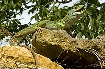 Biosphoto | 1250397 | Lézard ocellé mâle sur rocher France | &copy; Daniel Heuclin / Biosphoto