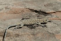 Biosphoto | 1249015 | Lézard sur le rocher Escalante dans le Nevada USA | &copy; Jean-François Noblet / Biosphoto
