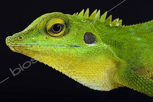 Biosphoto | 2063873 | Lézard vert à crête (Bronchocela cristatella), Malaisie | &copy; Matthijs Kuijpers / Biosphoto