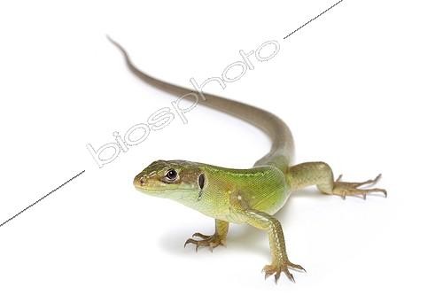 Biosphoto | 1924701 | Lézard vert occidental femelle sur fond blanc | &copy; Michel Gunther / Biosphoto