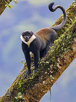 Biosphoto | 2608888 | L´Hoest's Monkey (Allochrocebus lhoesti), adult male, Bwindi Impenetrable Forest, Uganda | &copy; Ignacio Yufera / Biosphoto