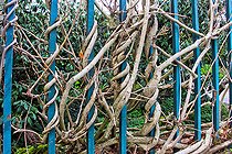 Biosphoto | 2575414 | Lianes de glycine entourant les grilles d'une clôture, Le Mans, Sarthe, France | &copy; Michel Gile / Biosphoto