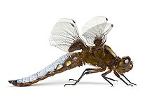 Biosphoto | 1113229 | Libellule déprimée en studio sur fond blanc | &copy; Michel Gunther / Biosphoto