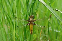 Biosphoto | 2017445 | Libellule déprimée se réchauffant - Prairies du Fouzon | &copy; Bruno Guénard / Biosphoto