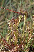 Biosphoto | 34071 | Libellule engluée sur une Drosera dans une tourbière Ecosse | &copy; Alain Pons / Biosphoto