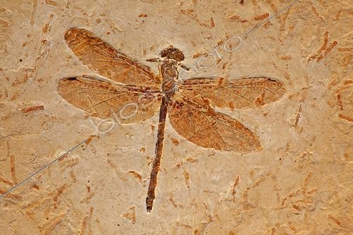 Biosphoto | 2443392 | Libellule fossile (Cordulagomphus fenestratus), Crétacé inférieur, 125 millions d'années, Bassin d'Araripe, Brésil | &copy; John Cancalosi / Biosphoto