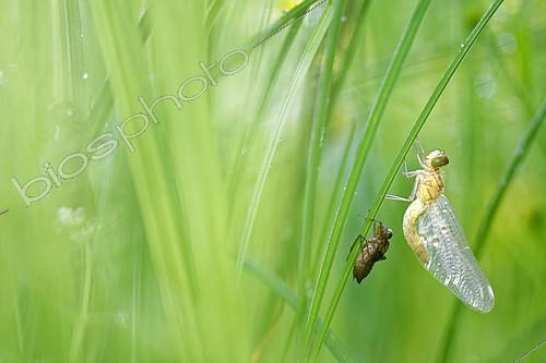 Biosphoto | 2128512 | Libellule (Odonata sp) durant l’émergence, Prairies du Fouzon, Loir et Cher, France | &copy; Bruno Guénard / Biosphoto