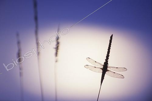 Biosphoto | 1136664 | Libellule sur le ciel lunaire en Vallée du Doubs France | &copy; Florent Cardinaux  / Biosphoto