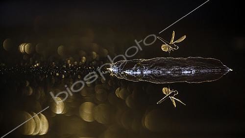 Biosphoto | 2566019 | Libellule sur un rocher au milieu de l'eau avec étincelle à l'aube dans le parc national Kruger, Afrique du Sud | &copy; Patrice Correia / Biosphoto