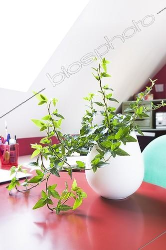 Biosphoto | 988307 | Lierre dans un bureau ; Plante dépolluante | &copy; Frédérique Bidault / Biosphoto