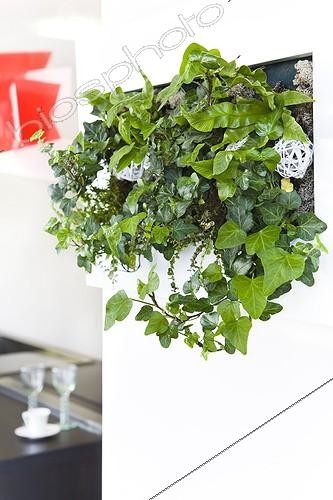 Biosphoto | 988313 | Lierre dans une cuisine dans un pot mural ; Plante dépolluante | &copy; Frédérique Bidault / Biosphoto