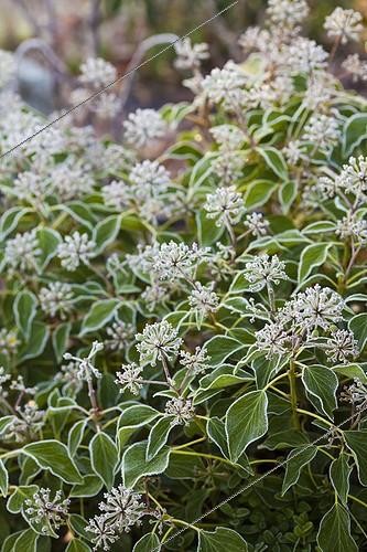 Biosphoto | 1941539 | Lierre en fleur sous le givre dans un jardin ; Sa floraison tardive capte le givre matinal. | &copy; Jean-Michel Groult / Biosphoto