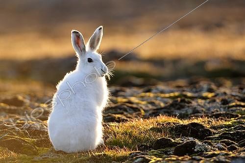 Biosphoto | 1418916 | Lièvre arctique assis Cap Hoegh au Groenland | &copy; Pierre Vernay / Polar Lys / Biosphoto
