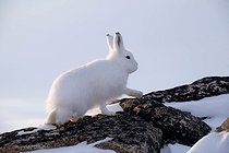 Biosphoto | 2602130 | Lièvre arctique (Lepus arcticus) dans la neige et rochers, Détroit de Scoresby, Scoresbysund, Groenland | &copy; Pierre Vernay / Biosphoto